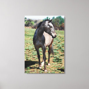 Toile Profil de photo d'Appaloosa