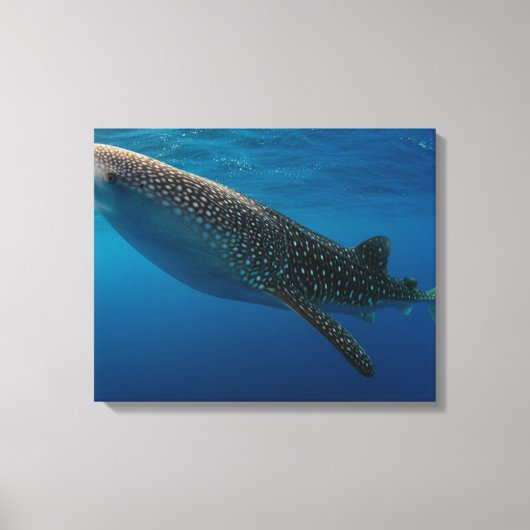 Toile Profil d'un requin baleine, Indonésie (Recto)