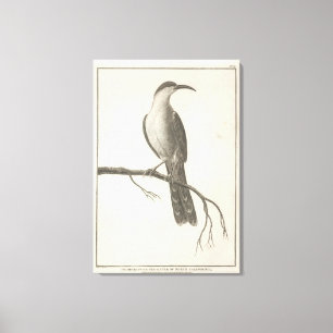 Toile Promerops ou mangeur d'abeille de la Californie