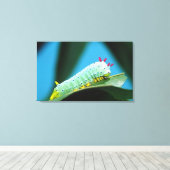 Toile Prometheus Moth Caterpillar, Callosamia (Insitu (Plancher de Bois))