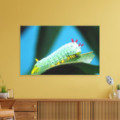 Toile Prometheus Moth Caterpillar, Callosamia (Insitu(Salon))