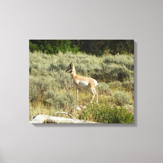 Toile Pronghorn au Parc national de Grand Teton (Recto)