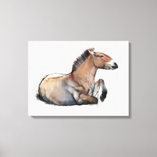 Toile Przewalski posé 2011