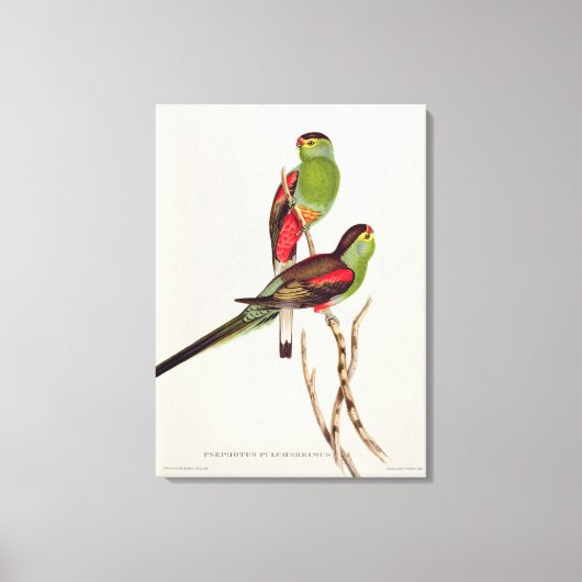 Toile Psephotus Pulcherrimus (Recto)