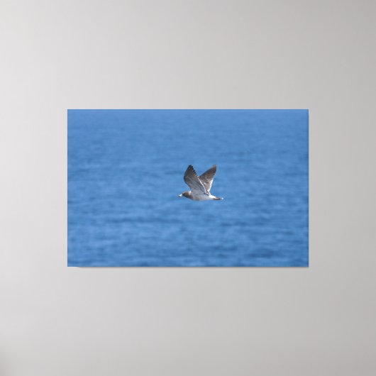 Toile Puffin de Cory (Recto)