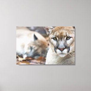 Toile Puma, couguar, lion de montagne, panthère de Flori