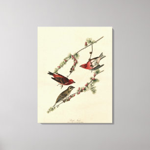 Toile Purple Finch - John J. Audubon's Birds of America