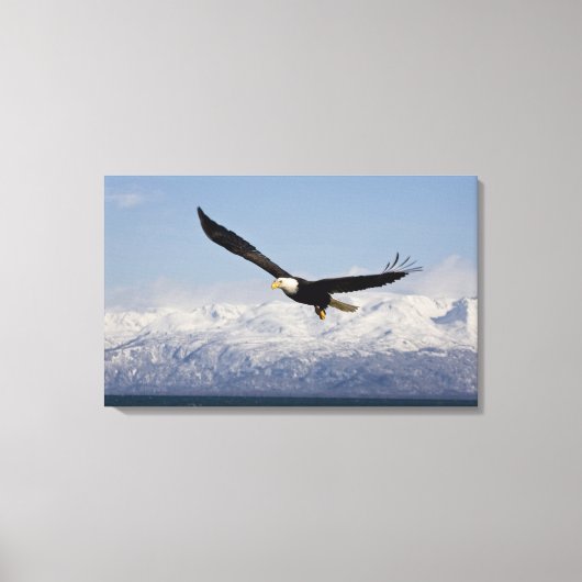 Toile Pygargue à tête blanche en vol, Haliaeetus leucoce (Recto)