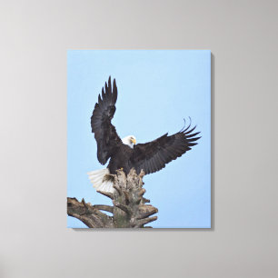 Toile Pygargue à tête blanche (Haliaeetus leucocephalus)
