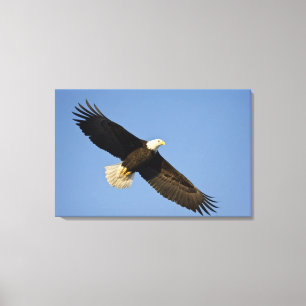 Toile Pygargue à tête blanche, Haliaeetus leucocephalus,