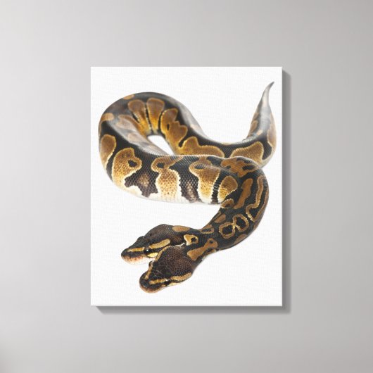 Toile Python royal à deux têtes ou Python à boule - Pyth (Recto)