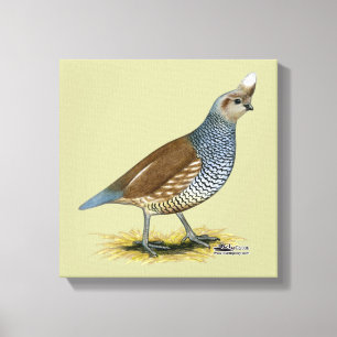 Toile Quail à échelle