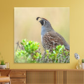 Toile Quail de Californie (Insitu(Salon))