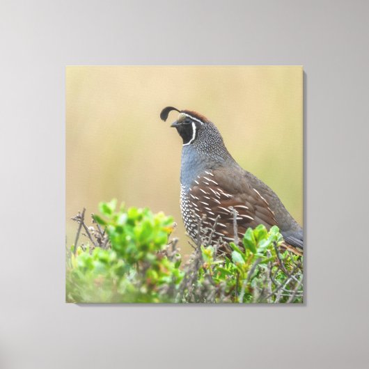 Toile Quail de Californie (Recto)