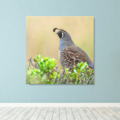 Toile Quail de Californie (Insitu (Plancher de Bois))