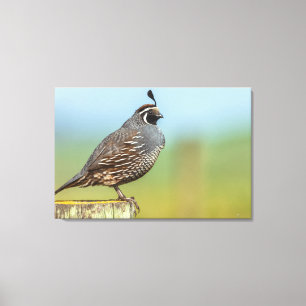 Toile Quail de Californie