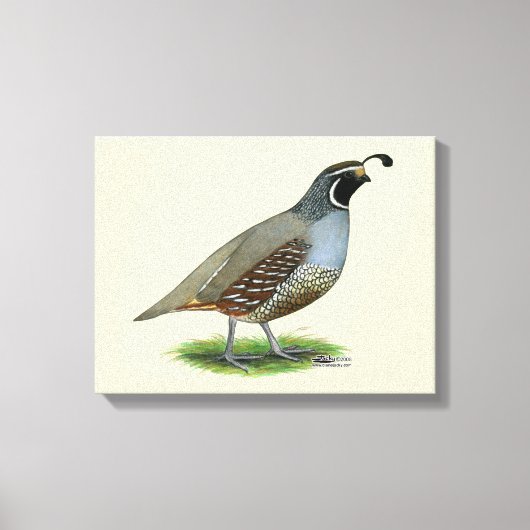 Toile Quail de la Californie (Recto)