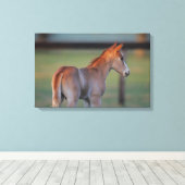 Toile Quart Horse Foin (Insitu (Plancher de Bois))