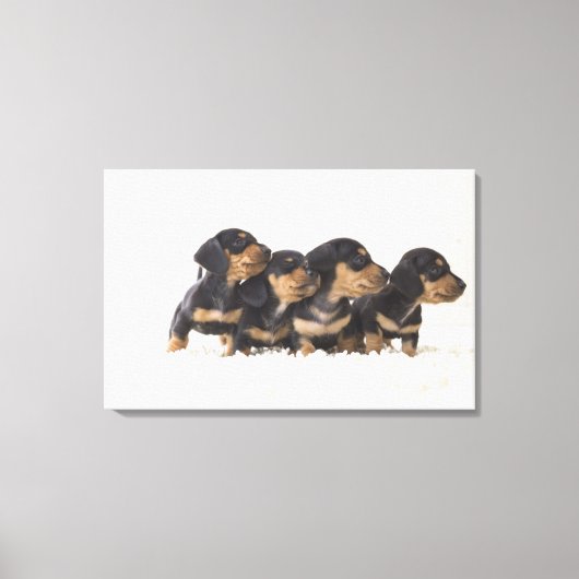 Toile Quatre Mini Dachshund (Recto)