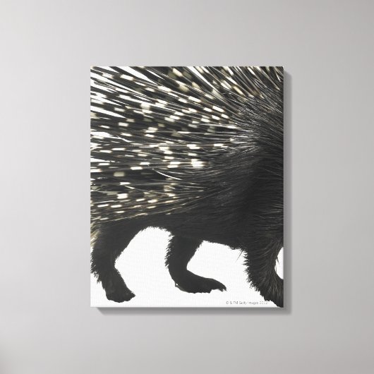 Toile Quilles de Porcupine (Recto)