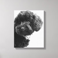 Quoi ? / Black Toy Poodle in B&W Photography