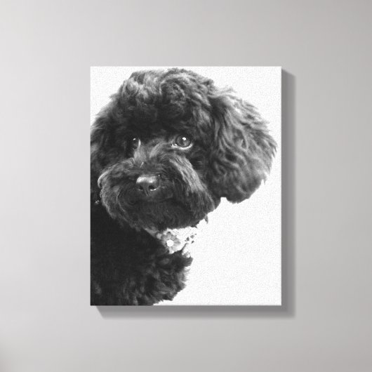 Toile Quoi ? / Black Toy Poodle in B&W Photography (Recto)