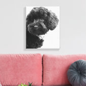 Toile Quoi ? / Black Toy Poodle in B&W Photography (Insitu(Salon))