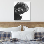 Toile Quoi ? / Black Toy Poodle in B&W Photography (Insitu(Chambre))