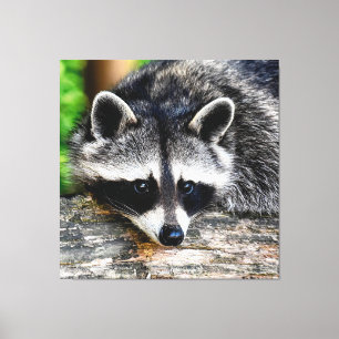Toile Raccoon 003