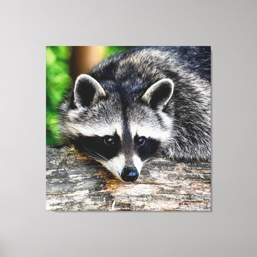 Toile Raccoon 003 (Recto)