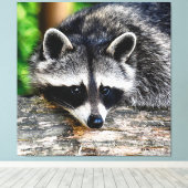 Toile Raccoon 003 (Insitu (Plancher de Bois))