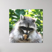 Toile Raccoon 004 (Recto)