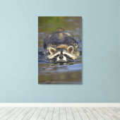 Toile Raccoon adulte, Lotor ProcyonCommande : (Insitu (Plancher de Bois))