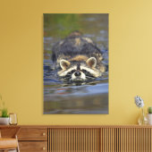 Toile Raccoon adulte, Lotor ProcyonCommande : (Insitu(Salon))