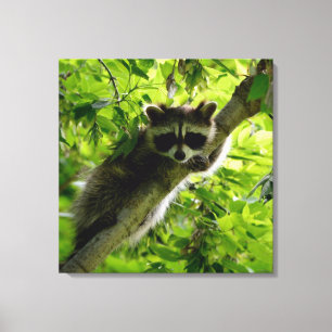Toile Raccoon dans Green Tree Cute gris masqué raccoon