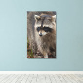 Toile Raccoon, Lotor Procyon, Floride (Insitu (Plancher de Bois))