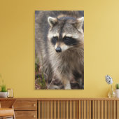 Toile Raccoon, Lotor Procyon, Floride (Insitu(Salon))