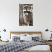 Toile Raccoon, Lotor Procyon, Floride (Insitu(Chambre))