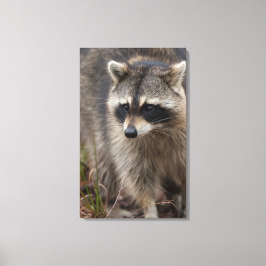 Toile Raccoon, Lotor Procyon, Floride (Recto)