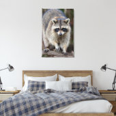 Toile Raccoon, Procyon lotor, Floride, USA 2 (Insitu(Chambre))