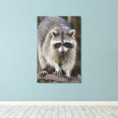 Toile Raccoon, Procyon lotor, Floride, USA 2 (Insitu (Plancher de Bois))