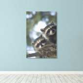 Toile Raccoons Procyon Lotor) de Fish Lake, Central (Insitu (Plancher de Bois))