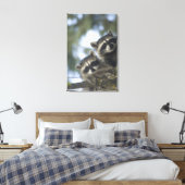 Toile Raccoons Procyon Lotor) de Fish Lake, Central (Insitu(Chambre))