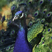 TOILE "RAFRAÎCHISSEMENT DE MOOSE AU BORD DES RIVIÈRES"