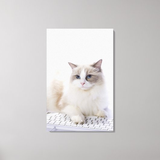 Toile Ragdoll cat sur le clavier de l'ordinateur (Recto)