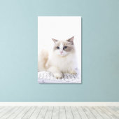 Toile Ragdoll cat sur le clavier de l'ordinateur (Insitu (Plancher de Bois))