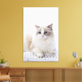 Toile Ragdoll cat sur le clavier de l'ordinateur (Insitu(Salon))