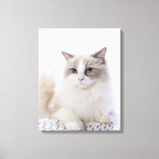 Toile Ragdoll cat sur le clavier de l'ordinateur (Recto)