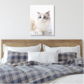 Toile Ragdoll cat sur le clavier de l'ordinateur (Insitu(Chambre))