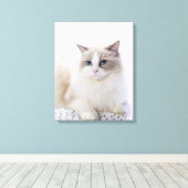 Toile Ragdoll cat sur le clavier de l'ordinateur (Insitu (Plancher de Bois))